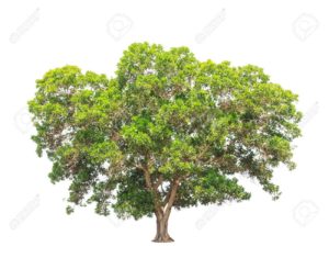 Black Wattle Tree